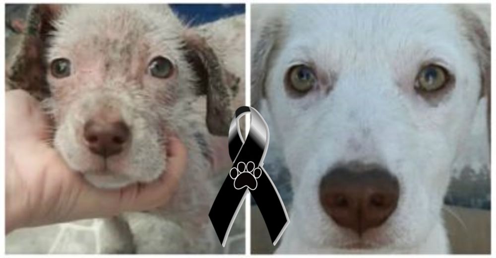 Una perrita rescatada dada en adopción tiene un trágico final que no merecía Una perrita rescatada dada en adopción tiene un trágico final que no merecía