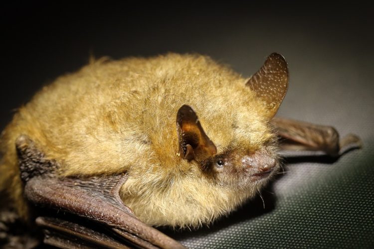 humanos necesitamos murciélagos cosechas insecticidas control de plagas polinizadores cambures mangos guayabas duraznos polinización pestes enfermedades vectores descenso poblacion habitat