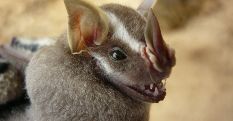 humanos necesitamos murciélagos cosechas insecticidas control de plagas polinizadores cambures mangos guayabas duraznos polinización pestes enfermedades vectores descenso poblacion habitat