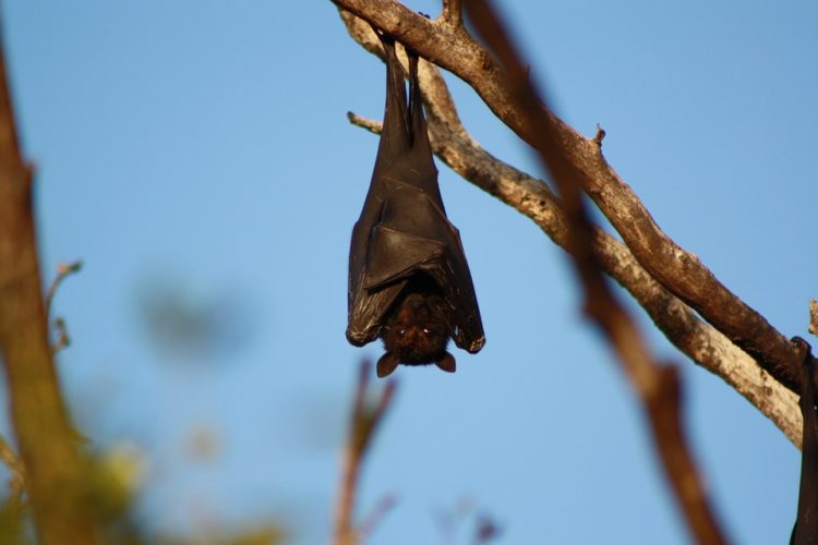 humanos necesitamos murciélagos cosechas insecticidas control de plagas polinizadores cambures mangos guayabas duraznos polinización pestes enfermedades vectores descenso poblacion habitat