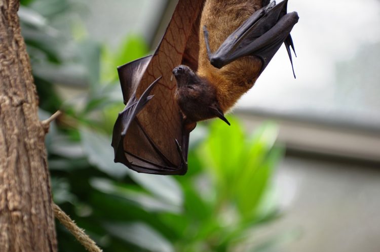 humanos necesitamos murciélagos cosechas insecticidas control de plagas polinizadores cambures mangos guayabas duraznos polinización pestes enfermedades vectores descenso poblacion habitat