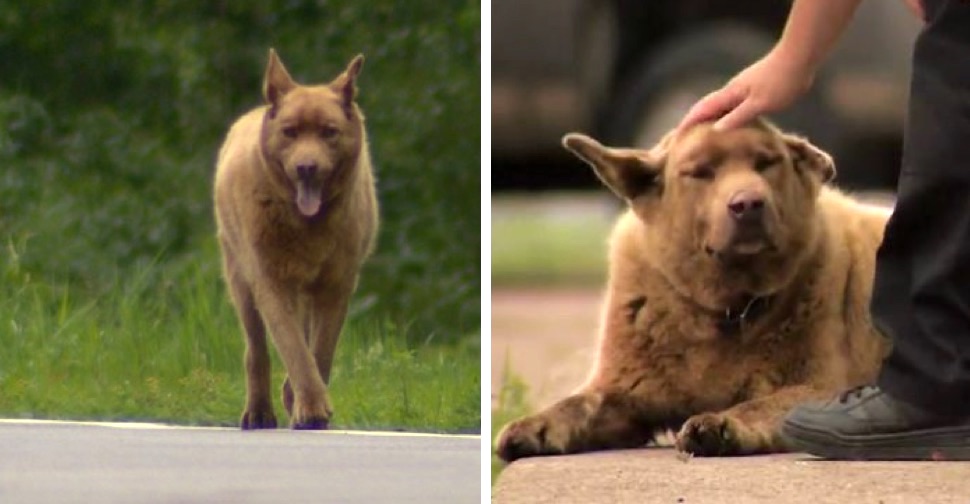 Perro camina 6 kilómetros cada día hasta la ciudad solo para decir «hola» a los vecinos