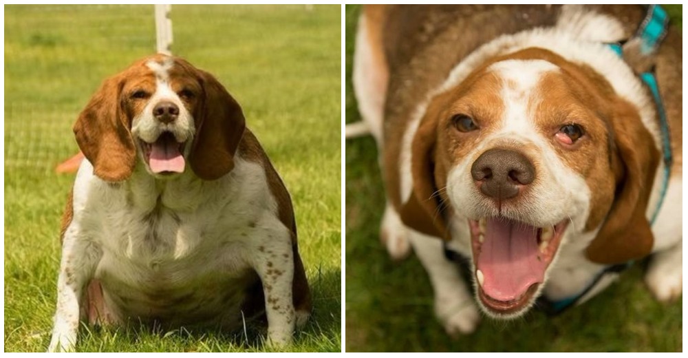 Así fue cómo Honey no se dio por vencida y superó la obesidad que no la dejaba caminar