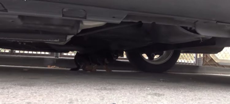 los superheroes tambien necesitan ser rescatados mira el asombroso rescate de este perrito callejero doberman pincher extraviado perdio su hogar apodado batman hope for paws rescue under a car 