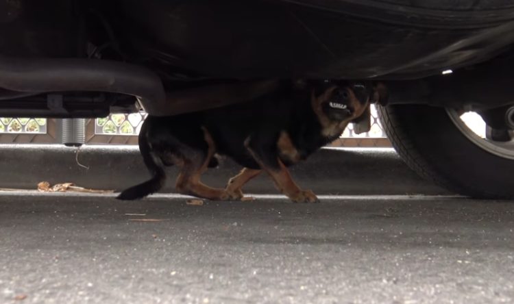 los superheroes tambien necesitan ser rescatados mira el asombroso rescate de este perrito callejero doberman pincher extraviado perdio su hogar apodado batman hope for paws rescue under a car 