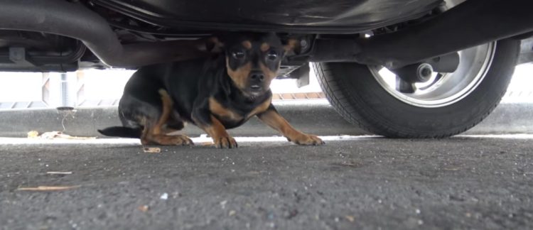 los superheroes tambien necesitan ser rescatados mira el asombroso rescate de este perrito callejero doberman pincher extraviado perdio su hogar apodado batman hope for paws rescue under a car 