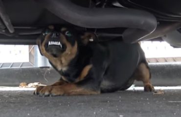 los superheroes tambien necesitan ser rescatados mira el asombroso rescate de este perrito callejero doberman pincher extraviado perdio su hogar apodado batman hope for paws rescue under a car