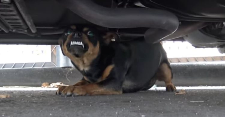 los superheroes tambien necesitan ser rescatados mira el asombroso rescate de este perrito callejero doberman pincher extraviado perdio su hogar apodado batman hope for paws rescue under a car