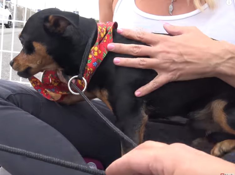 los superheroes tambien necesitan ser rescatados mira el asombroso rescate de este perrito callejero doberman pincher extraviado perdio su hogar apodado batman hope for paws rescue under a car 