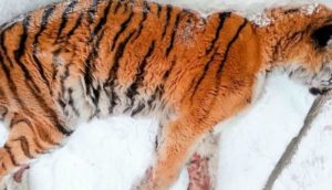 Un dolor insoportable hace que un hambriento tigre salga de su hábitat suplicando ayuda humana