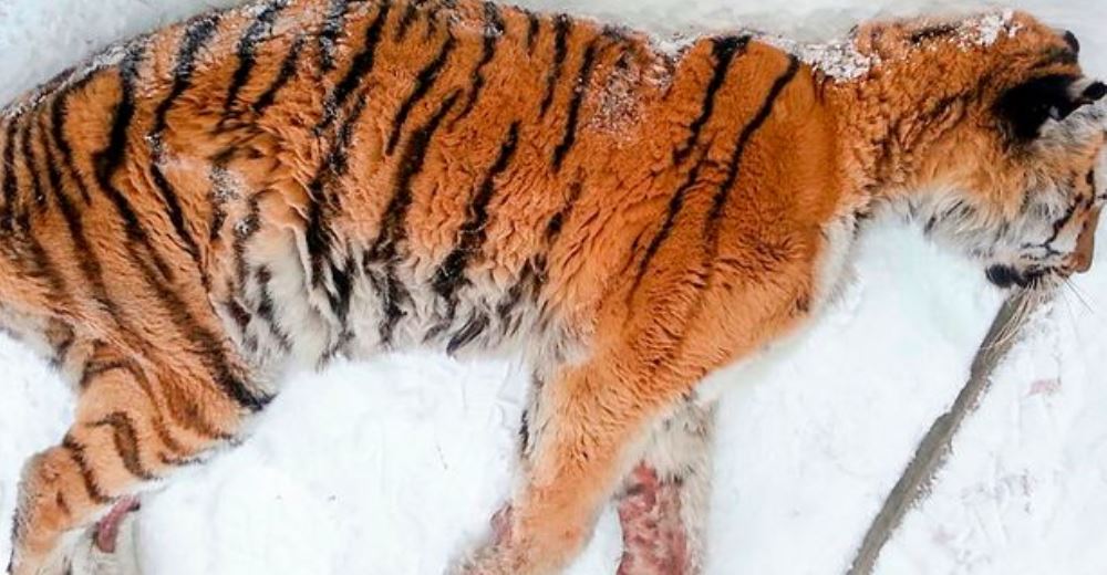 Un dolor insoportable hace que un hambriento tigre salga de su hábitat suplicando ayuda humana