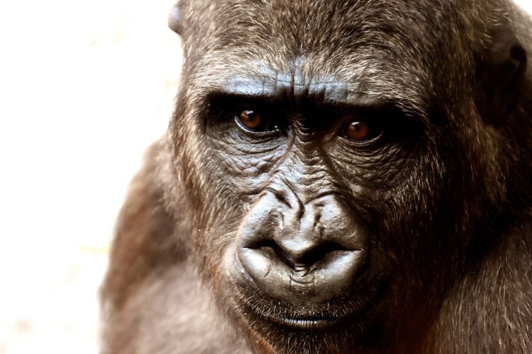 vw volkswagen realizo pruebas de inhalacion de diesel en monos y humanos se destapa un escandalo pruebas alteradas fraude la compañia pide disculpas corrupcion y crueldad animal 