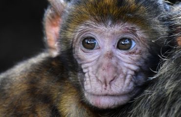 vw volkswagen realizo pruebas de inhalacion de diesel en monos y humanos se destapa un escandalo pruebas alteradas fraude la compañia pide disculpas corrupcion y crueldad animal