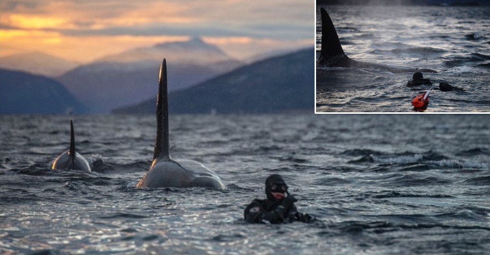 Un buzo nada a pocos metros de ballenas asesinas sin darse cuenta de lo cerca que están Un buzo nada a pocos metros de ballenas asesinas sin darse cuenta de lo cerca que están