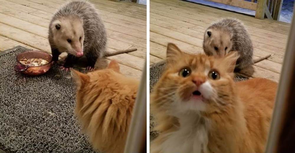 La reacción de un gato al ver cómo una atrevida zarigüeya le roba su comida se hace viral