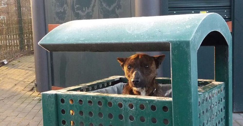 A este perrito lo encontraron dentro de la basura en un parque, temblando de frío