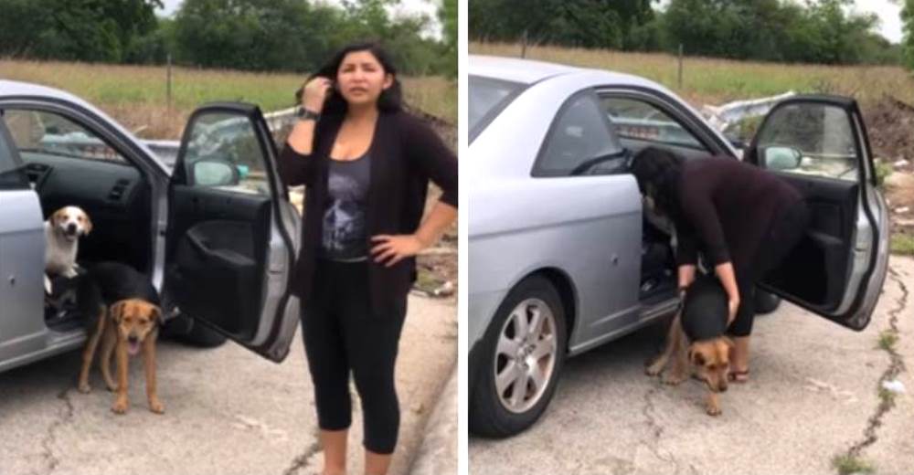Una mujer abandona a sus 4 perros mientras la graban y tratan de disuadirla de su crueldad
