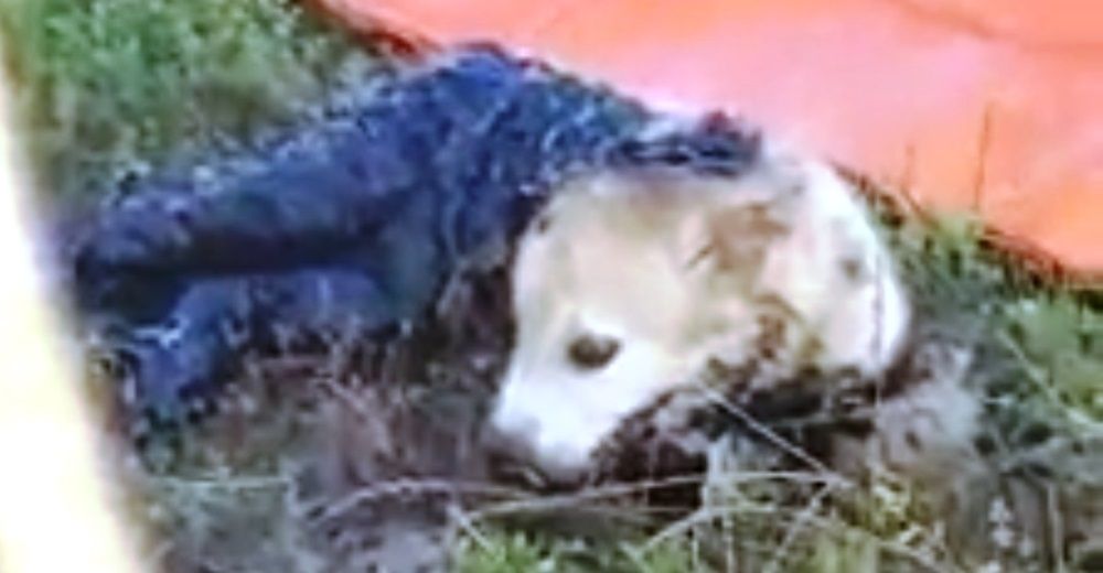 Un hombre salva la vida de un cachorro tras permanecer varios días atrapado en alquitrán Un hombre salva la vida de un cachorro tras permanecer varios días atrapado en alquitrán