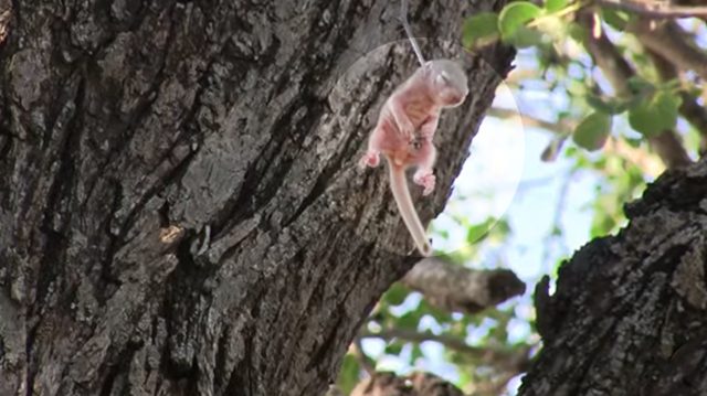 Elize and Anton Olivier creian que verian una ave extraña pero encuentran y salvan a una ardilla recien nacida que colgaba ahorcada por una rama rescate espinas thorn