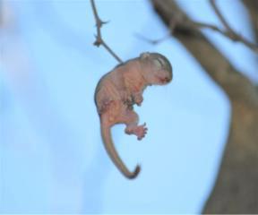 Elize and Anton Olivier creian que verian una ave extraña pero encuentran y salvan a una ardilla recien nacida que colgaba ahorcada por una rama rescate espinas thorn