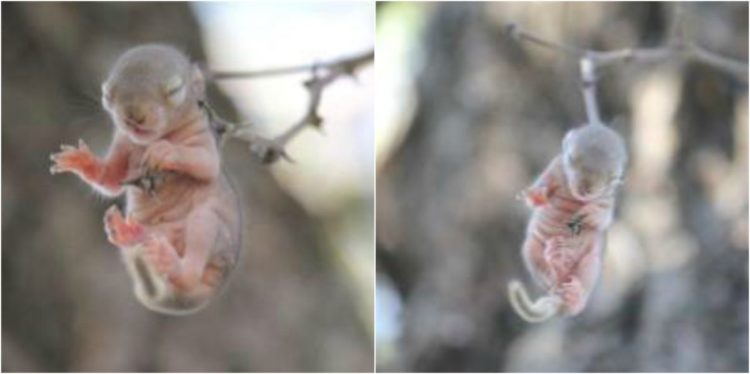 Elize and Anton Olivier creian que verian una ave extraña pero encuentran y salvan a una ardilla recien nacida que colgaba ahorcada por una rama rescate espinas thorn