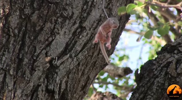 Elize and Anton Olivier creian que verian una ave extraña pero encuentran y salvan a una ardilla recien nacida que colgaba ahorcada por una rama rescate espinas thorn