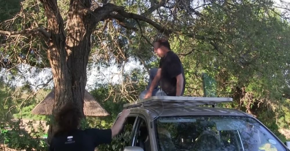 Creían haber encontrado un ave, pero lo que hallaron colgando de un árbol les dejó sin aliento Creían haber encontrado un ave, pero lo que hallaron colgando de un árbol les dejó sin aliento