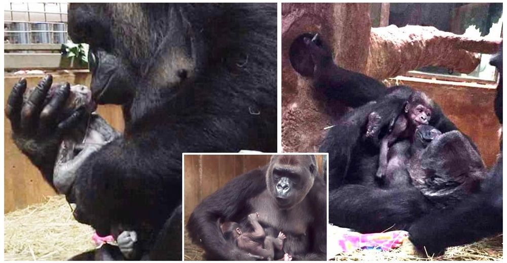 La triste realidad detrás del tierno momento en que una mamá gorila acuna y besa a su bebé La triste realidad detrás del tierno momento en que una mamá gorila acuna y besa a su bebé