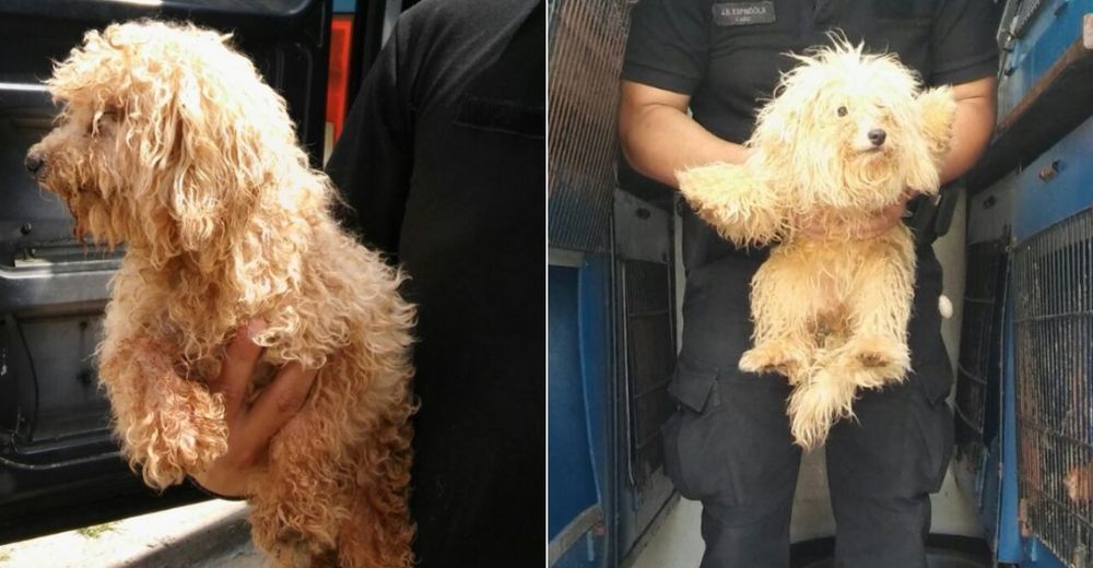 Perritos rescatados de un criadero ilegal tenían sus cuerdas vocales cortadas – INDIGNANTE Perritos rescatados de un criadero ilegal tenían sus cuerdas vocales cortadas – INDIGNANTE