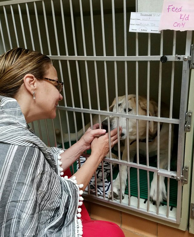 Perrito abandonado por su feo rostro, encuentra una mamá que piensa que