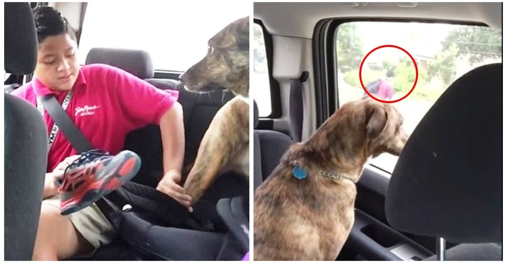 La conmovedora reacción de una perrita cada vez que su humano debe ir a la escuela La conmovedora reacción de una perrita cada vez que su humano debe ir a la escuela