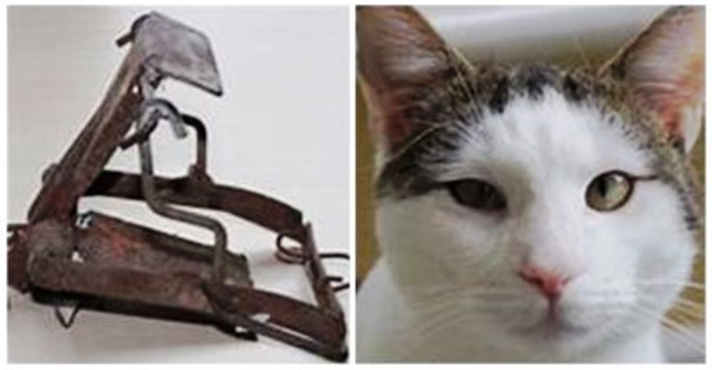 El milagro de un gato al quedar atrapada su cabeza en una trampa de rata mortal oxidada El milagro de un gato al quedar atrapada su cabeza en una trampa de rata mortal oxidada