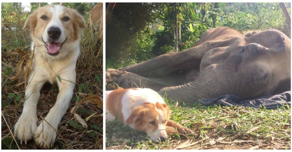 Una solidaria perrita se resiste a separarse de su amiga elefanta en sus últimas horas de vida Una solidaria perrita se resiste a separarse de su amiga elefanta en sus últimas horas de vida
