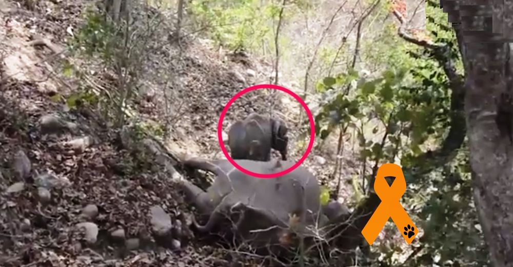 Descorazonador momento en que un bebé elefante se aferra al cuerpo inerme de su madre muerta Descorazonador momento en que un bebé elefante se aferra al cuerpo inerme de su madre muerta