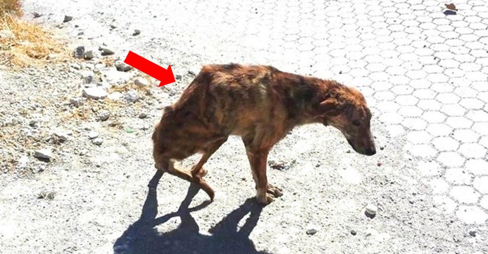 Una pobre perrita con la espina dorsal rota interrumpe las vacaciones de una mujer Una pobre perrita con la espina dorsal rota interrumpe las vacaciones de una mujer