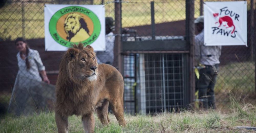 Dos leones conocen el camino de la libertad en un refugio tras ser rescatados en Siria Dos leones conocen el camino de la libertad en un refugio tras ser rescatados en Siria