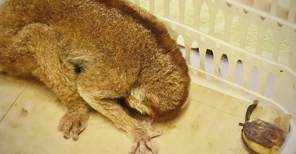 Mantienen como mascotas a estos hermosos animales silvestres… Y están al borde de la muerte Mantienen como mascotas a estos hermosos animales silvestres… Y están al borde de la muerte