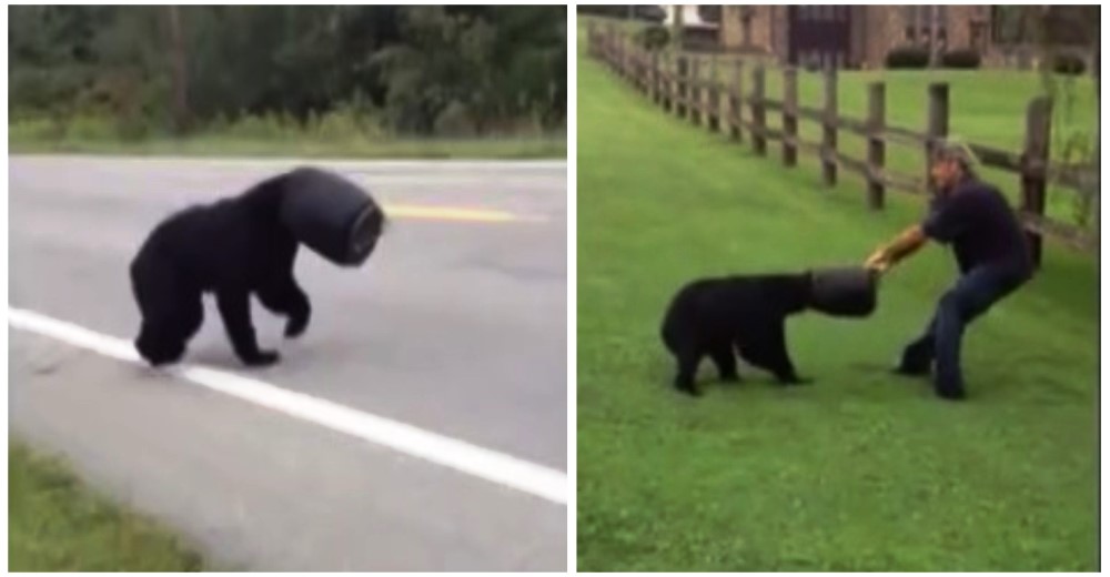 Un hombre intenta salvar a este oso en serios apuros… Pero él se resiste Un hombre intenta salvar a este oso en serios apuros… Pero él se resiste