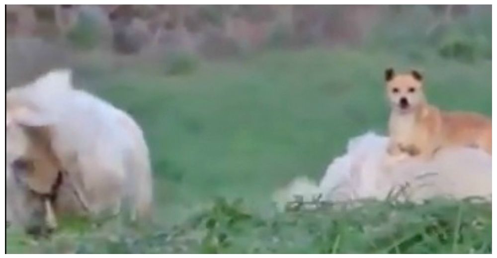 Las redes enloquecen con la peculiar forma que tiene este perrito de supervisar a sus ovejas Las redes enloquecen con la peculiar forma que tiene este perrito de supervisar a sus ovejas