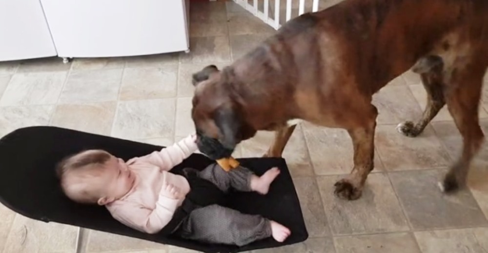 Una madre graba a su bóxer tras acercarle a su bebé de 5 meses y recibe miles de comentarios Una madre graba a su bóxer tras acercarle a su bebé de 5 meses y recibe miles de comentarios