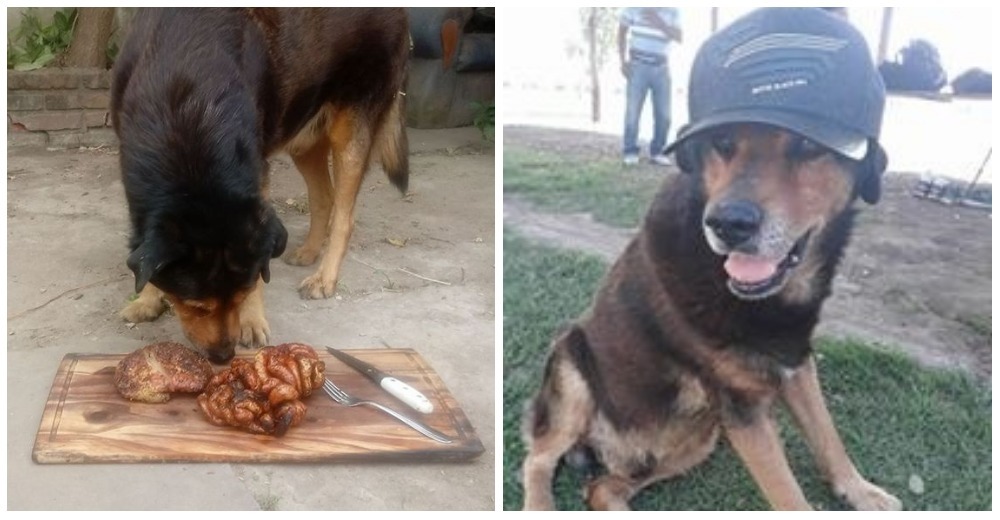 Rocko cumplió 15 años y su dueño le preparó un delicioso asado para celebrarlo