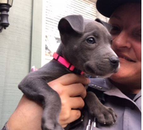 Policia cachorro congelado adoptado pitbull congelado halifax police departement firefighters frozen river puppy saved rescued adopted daytona beach Kera Cantrell 