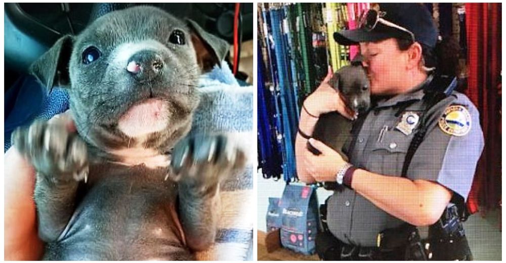 Rescata una cachorrita tiritando de frío en un río congelado… Y ya no puede separarse de ella Rescata una cachorrita tiritando de frío en un río congelado… Y ya no puede separarse de ella