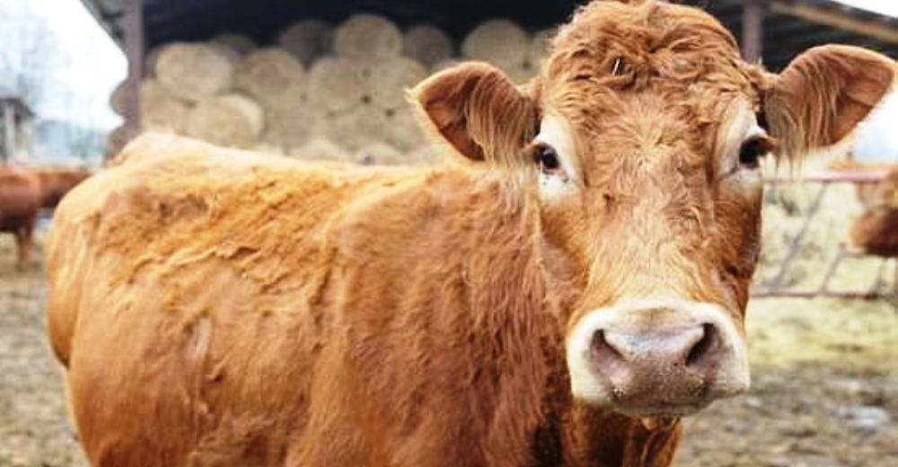 Una vaca salta a la fama tras escapar heroicamente de un matadero y «nadar» hacia la libertad Una vaca salta a la fama tras escapar heroicamente de un matadero y «nadar» hacia la libertad