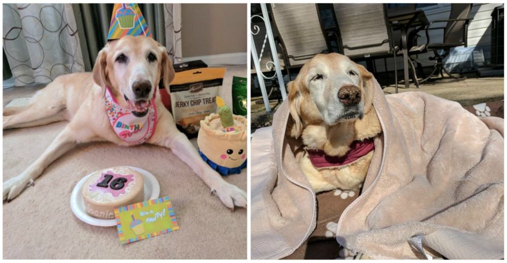 Tiene el gesto más emotivo con su perrita anciana sabiendo que se acerca su final Tiene el gesto más emotivo con su perrita anciana sabiendo que se acerca su final