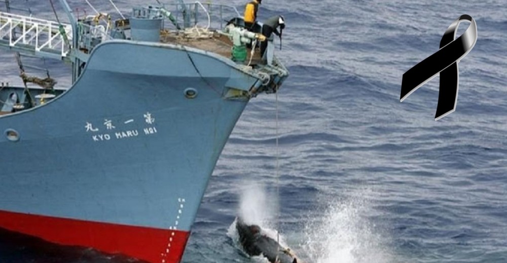 Cientos de estos animales marinos terminan en un triste destino en manos de barcos japoneses Cientos de estos animales marinos terminan en un triste destino en manos de barcos japoneses