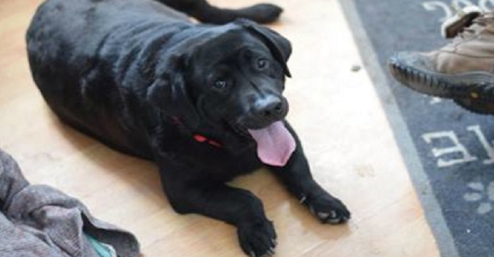 Barney, el inspirador labrador con enanismo que no tiene idea de que es diferente Barney, el inspirador labrador con enanismo que no tiene idea de que es diferente