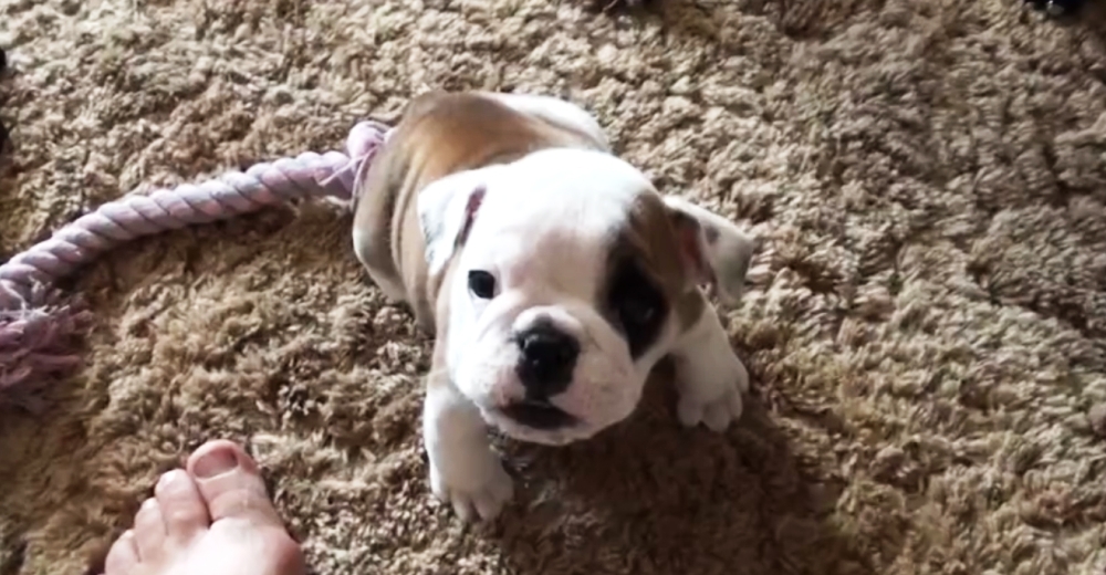 El tremendo berrinche que arma este pequeñito termina con el más adorable final El tremendo berrinche que arma este pequeñito termina con el más adorable final