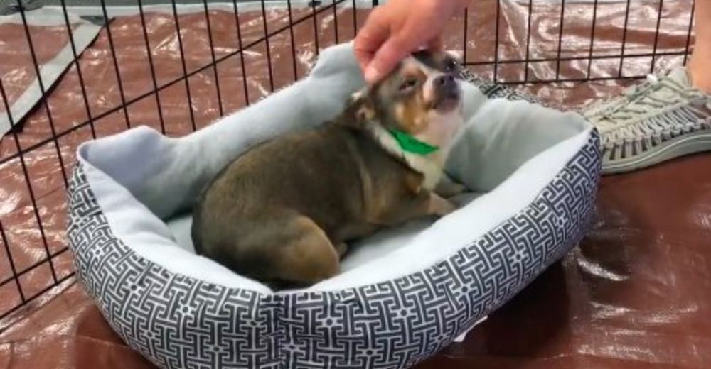 Un perrito salvado de un criadero no puede creer que por primera vez tiene cama propia