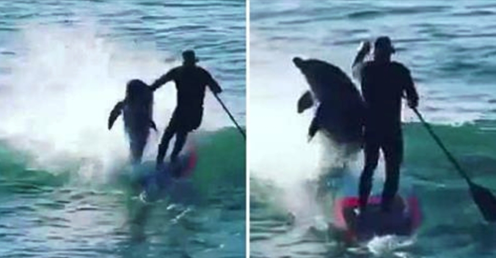 Graban el divertido momento en el que un delfín choca contra un surfista… ¿No lo vio venir?